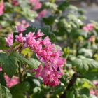 Pinke Blüten am Busch