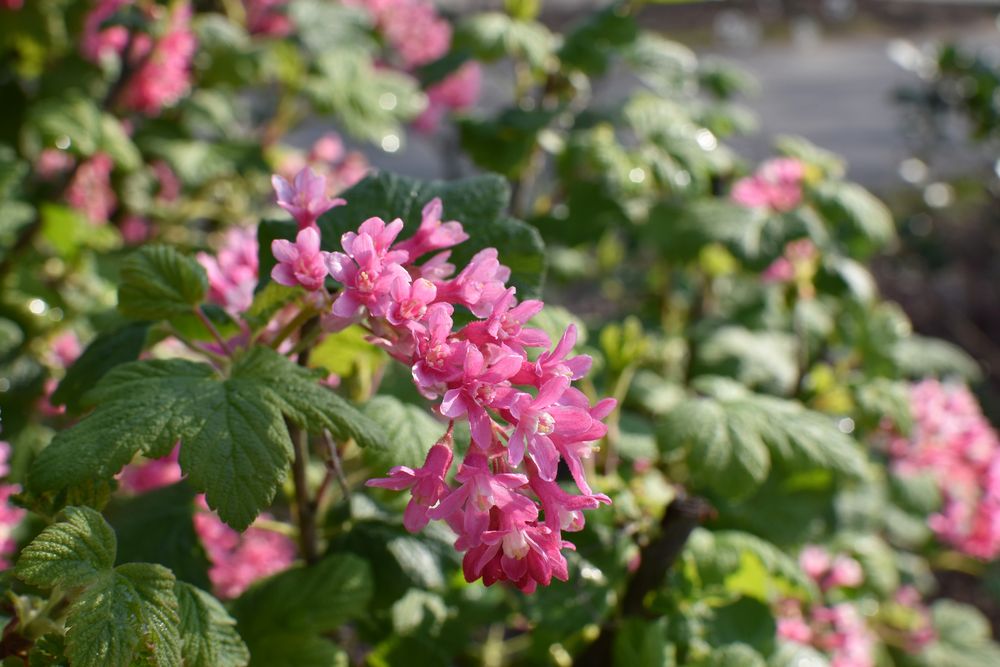 Pinke Blüten am Busch Foto & Bild frühling, pink, blumen Bilder auf