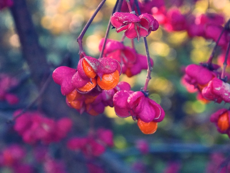 pinke Blüten