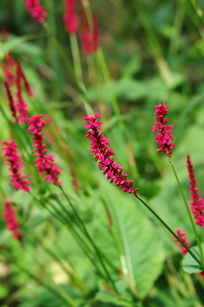 Pinke Blüten