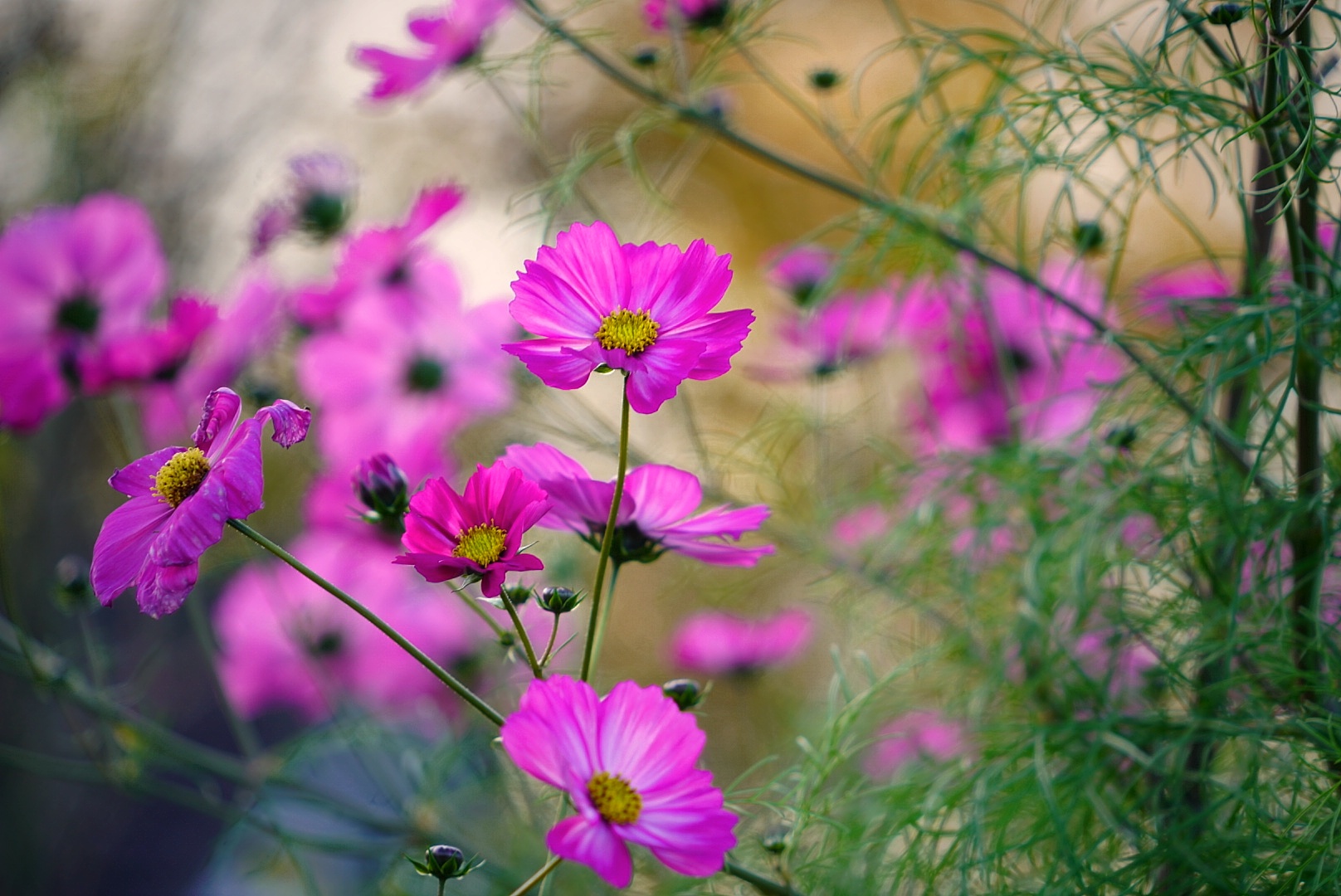 Pinke Blüten im Herbstlicht