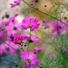 Pinke Blüten im Herbstlicht