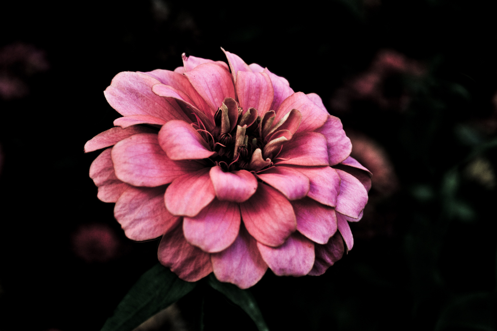 Pinke Blume