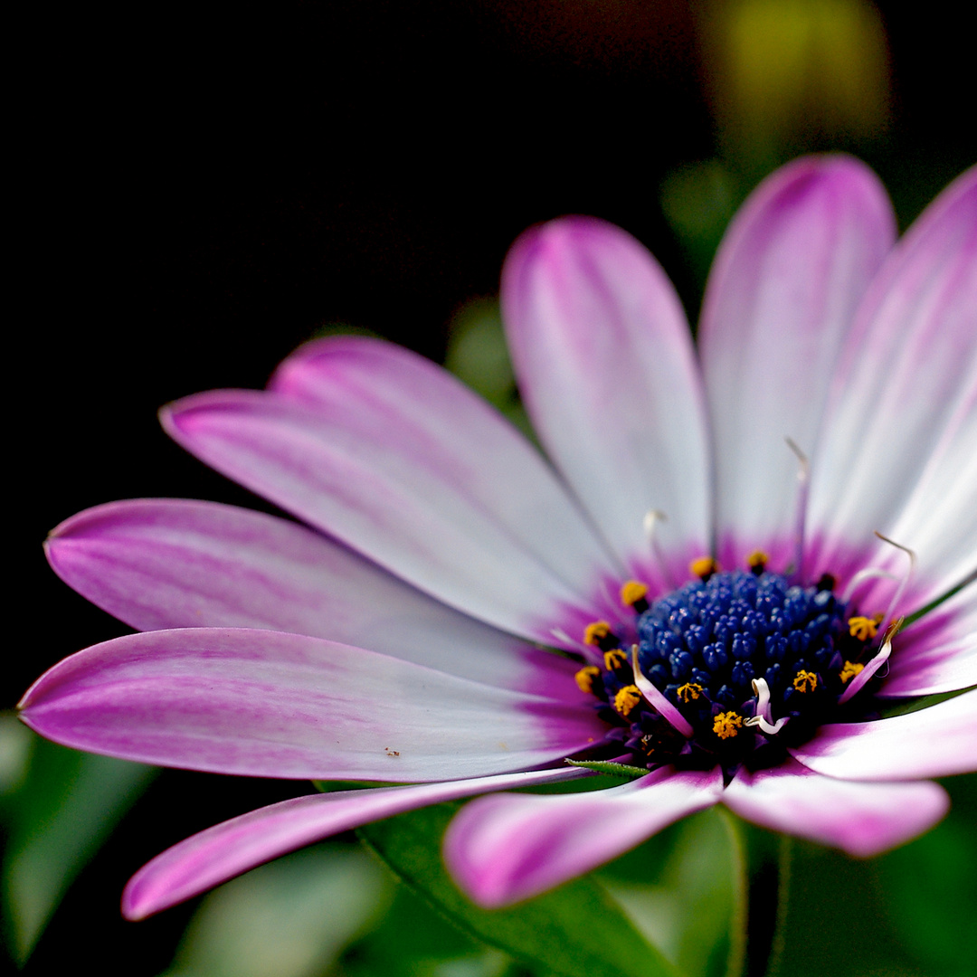 Pinke Blume