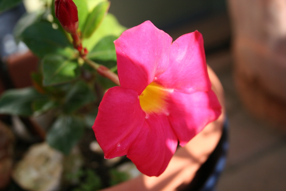 Pinke Blume Foto Bild Pflanzen Pilze Flechten Bluten Kleinpflanzen Natur Bilder Auf Fotocommunity