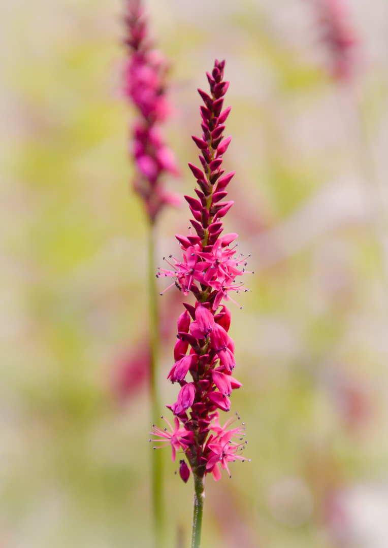 Pinke Blume