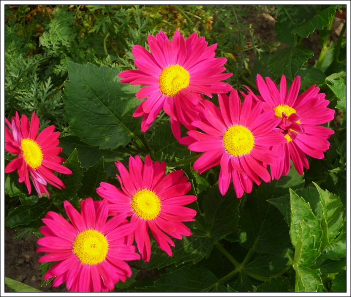 Pinke Blumen.