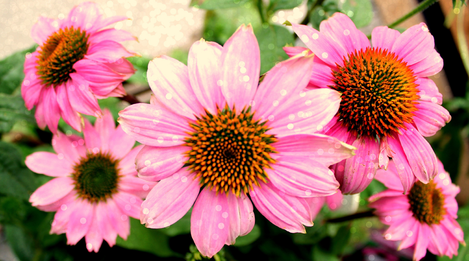 Pinke Blumen Foto Bild Portrait Retusche Bearbeitungs Techniken Portofolio Bilder Auf Fotocommunity