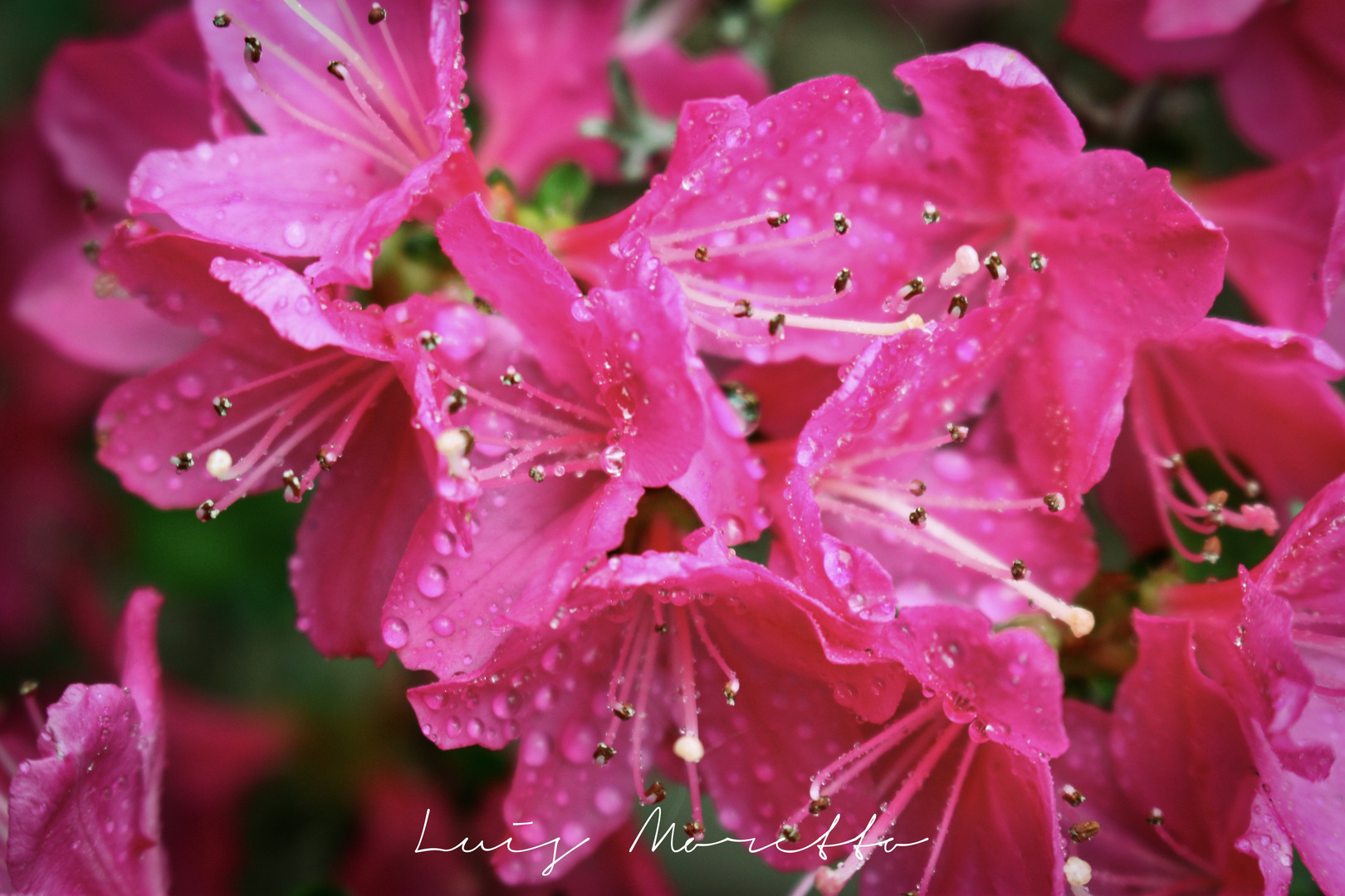 Pinke Blumen