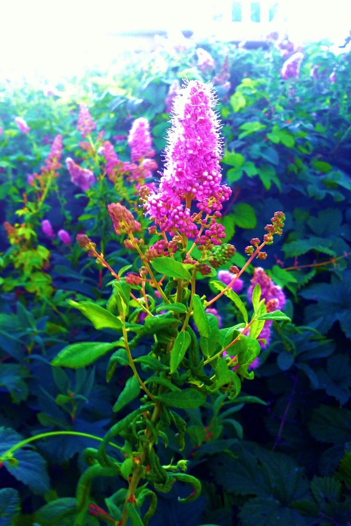 Pinke Blumenkönigin