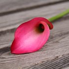 Pinke Calla