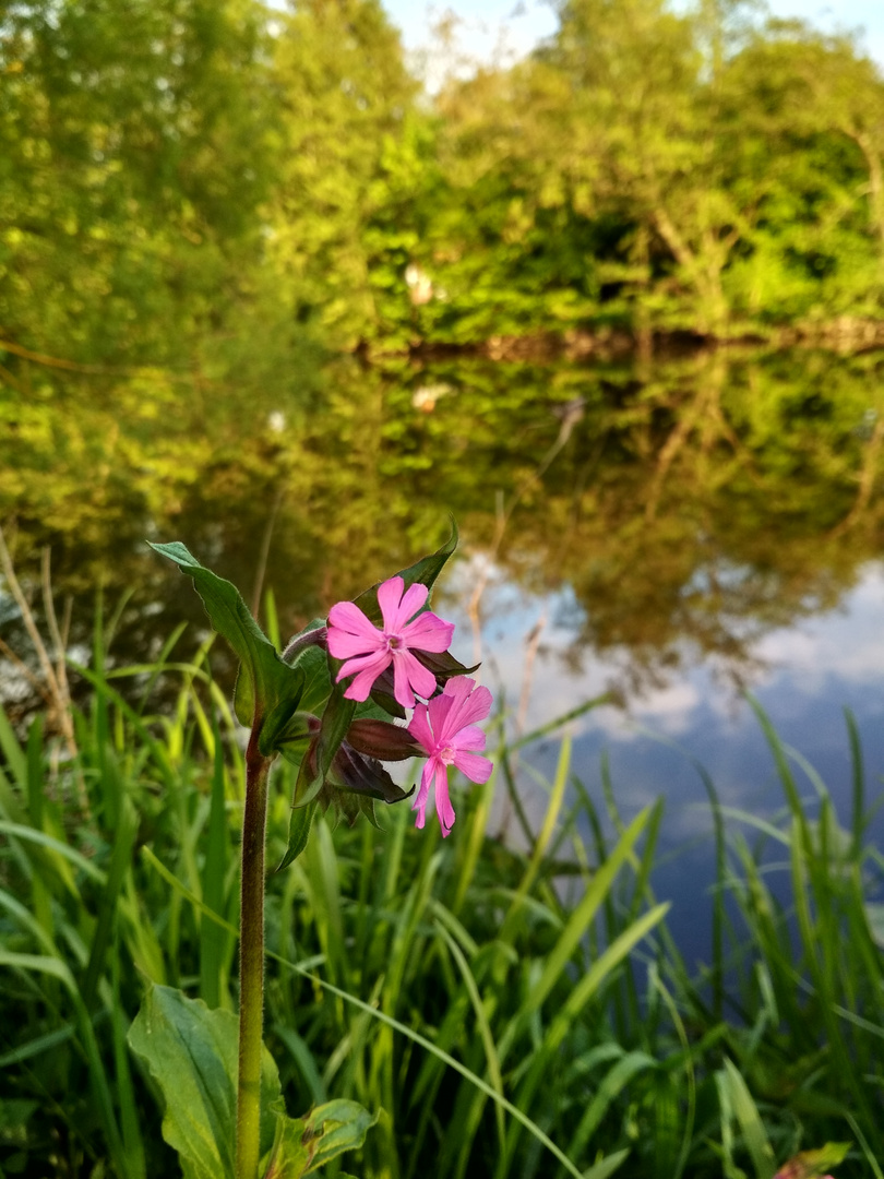 Pinke Campionblüte an der Lahn 