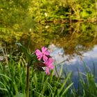 Pinke Campionblüte an der Lahn 