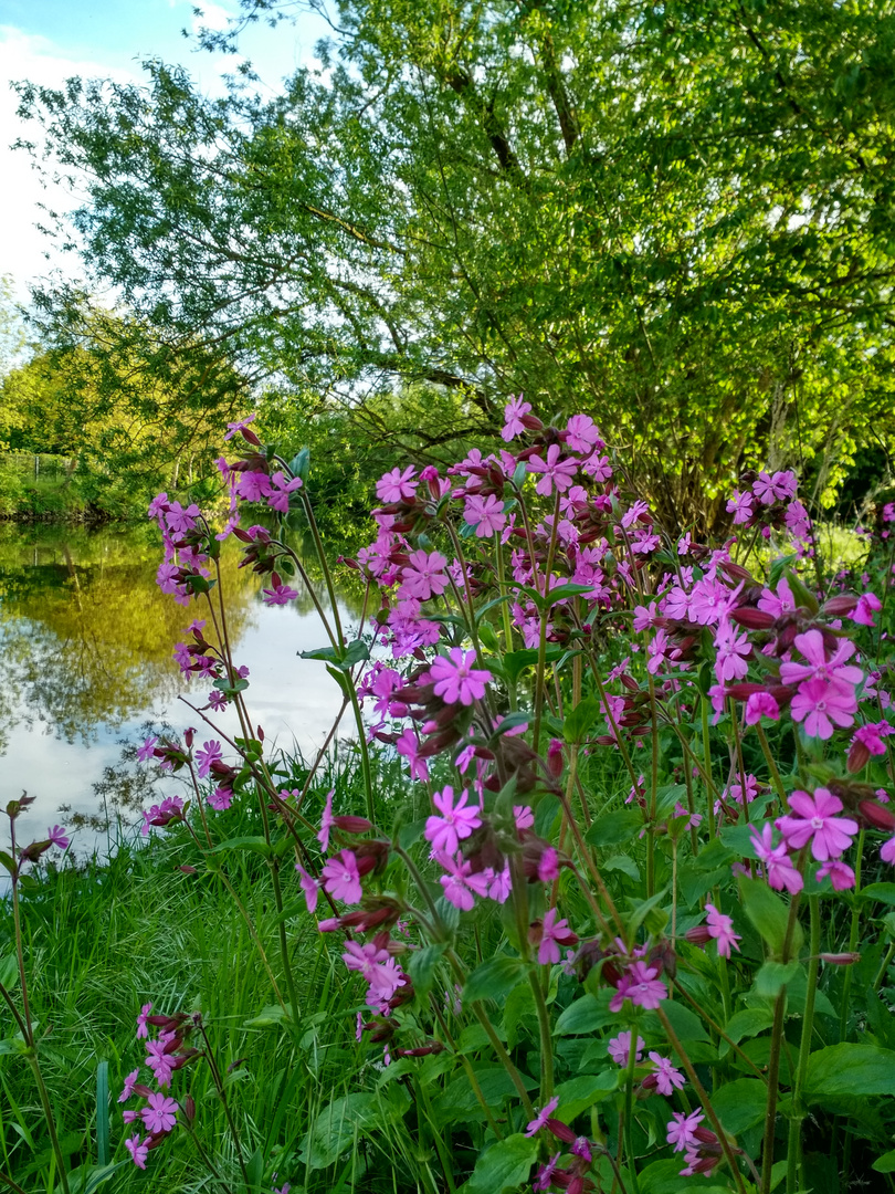 Pinke Campionblüte an der Lahn 