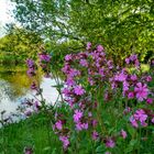 Pinke Campionblüte an der Lahn 