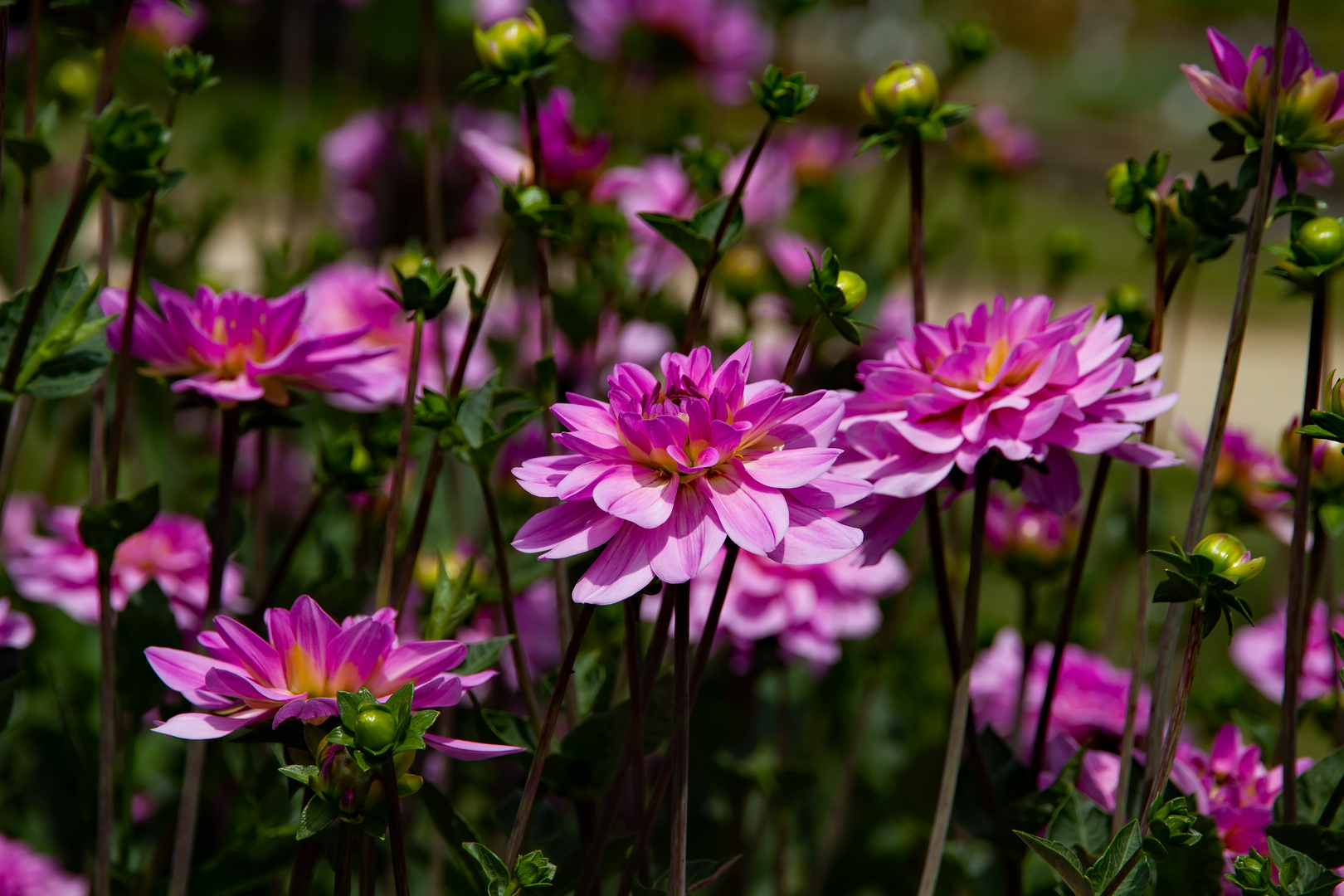 Pinke Dahlien