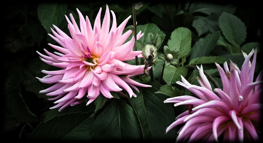 Pinke Dahlien in voller Pracht