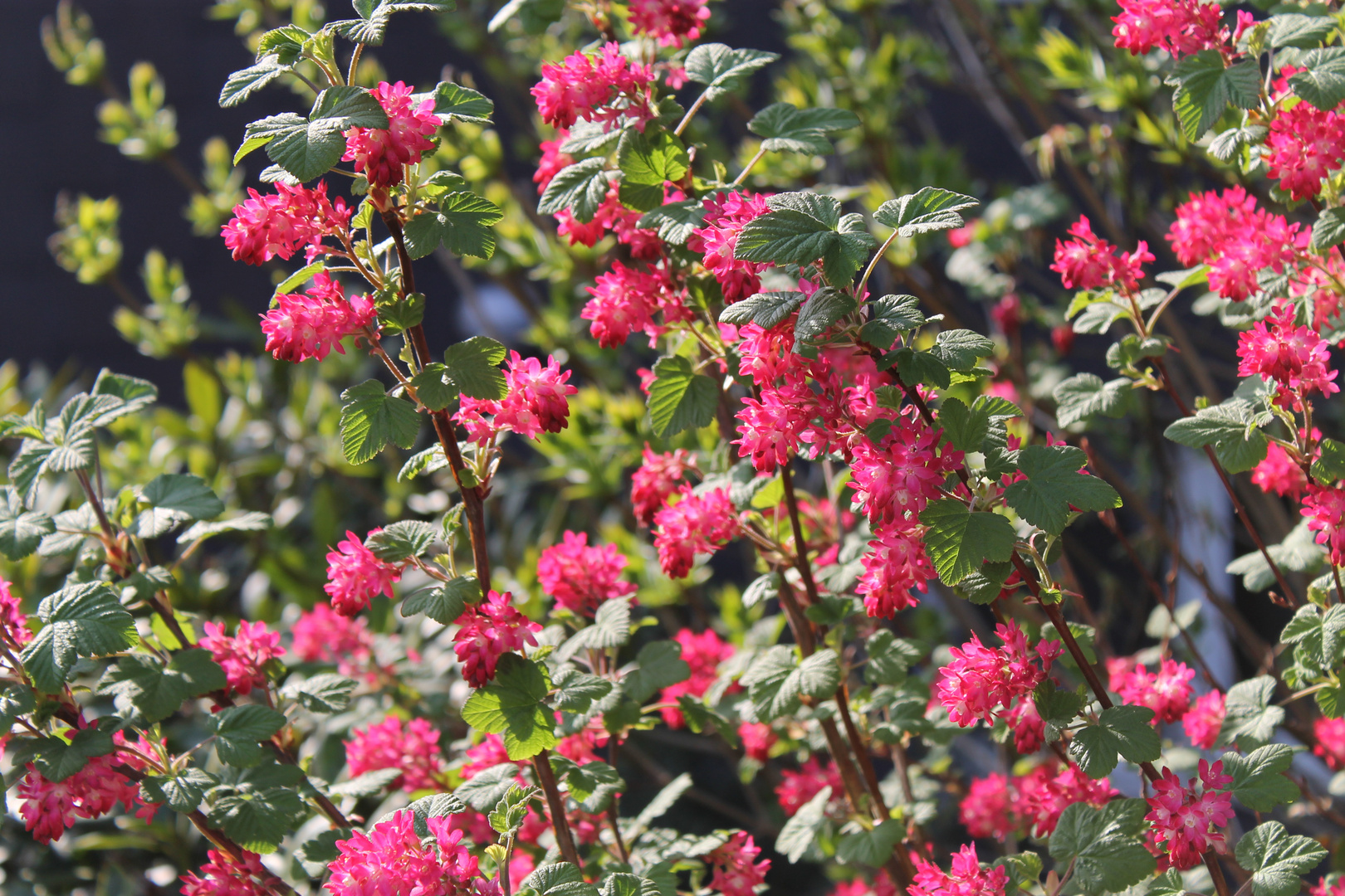 Pinke Frühlingspracht