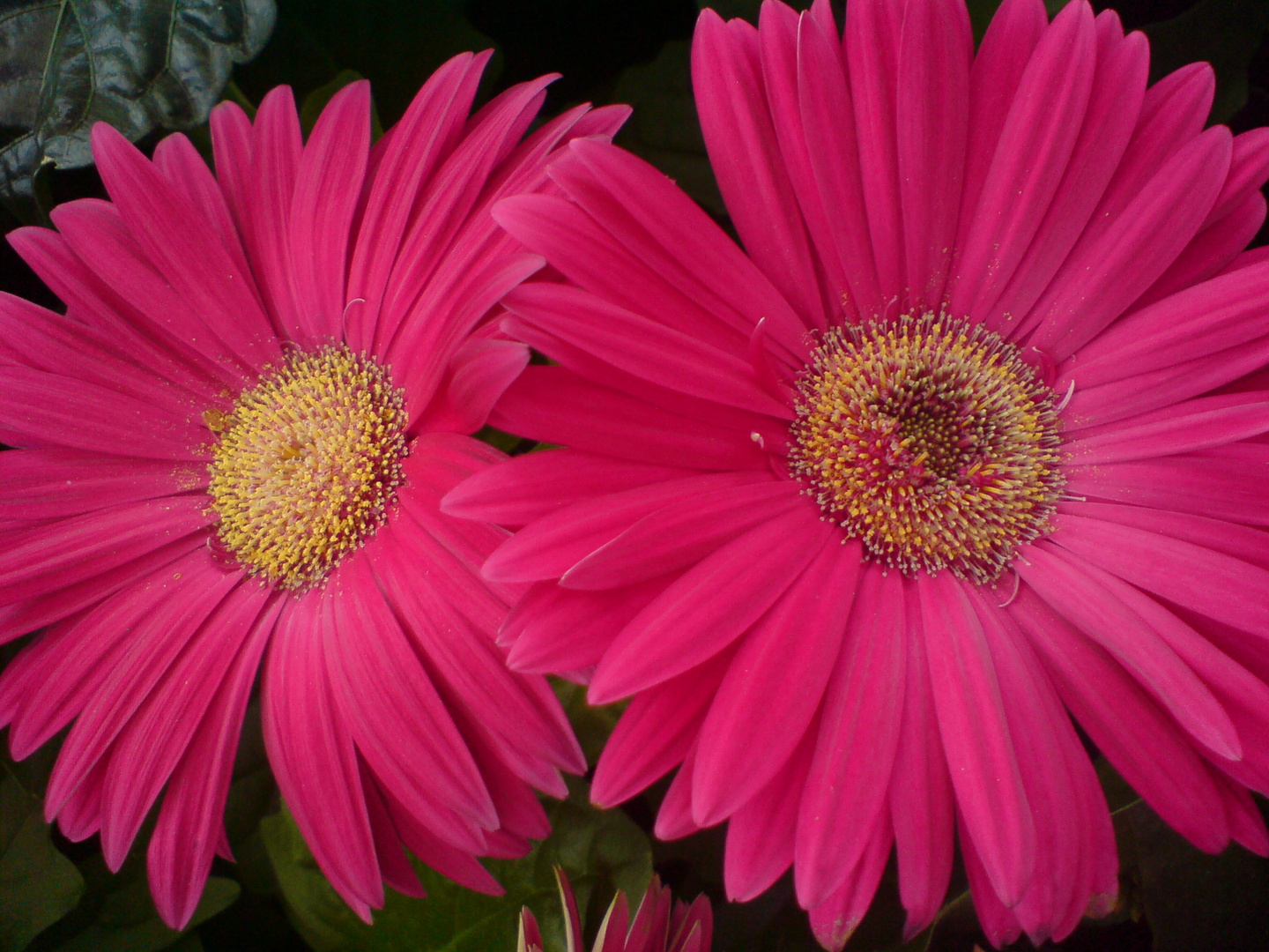 pinke gerbara´s im baumarkt ^^