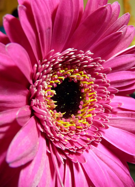 Pinke Gerbera by adlerfeder 