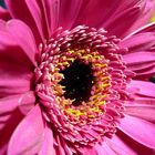 Pinke Gerbera