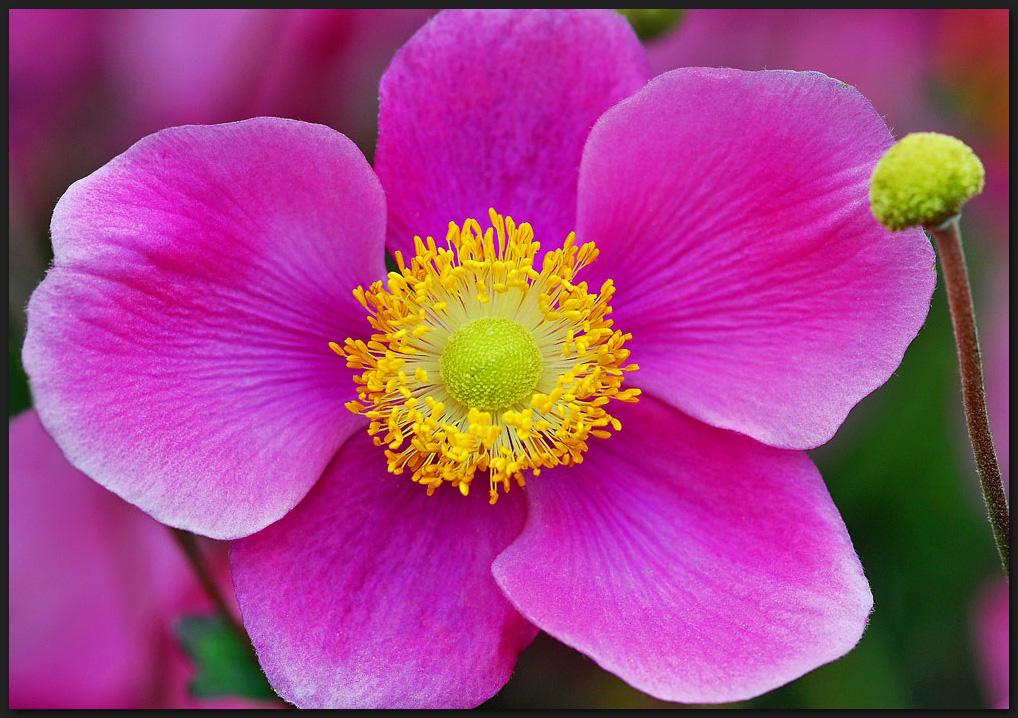 Pinke Herbst-Anemone