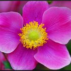 Pinke Herbst-Anemone