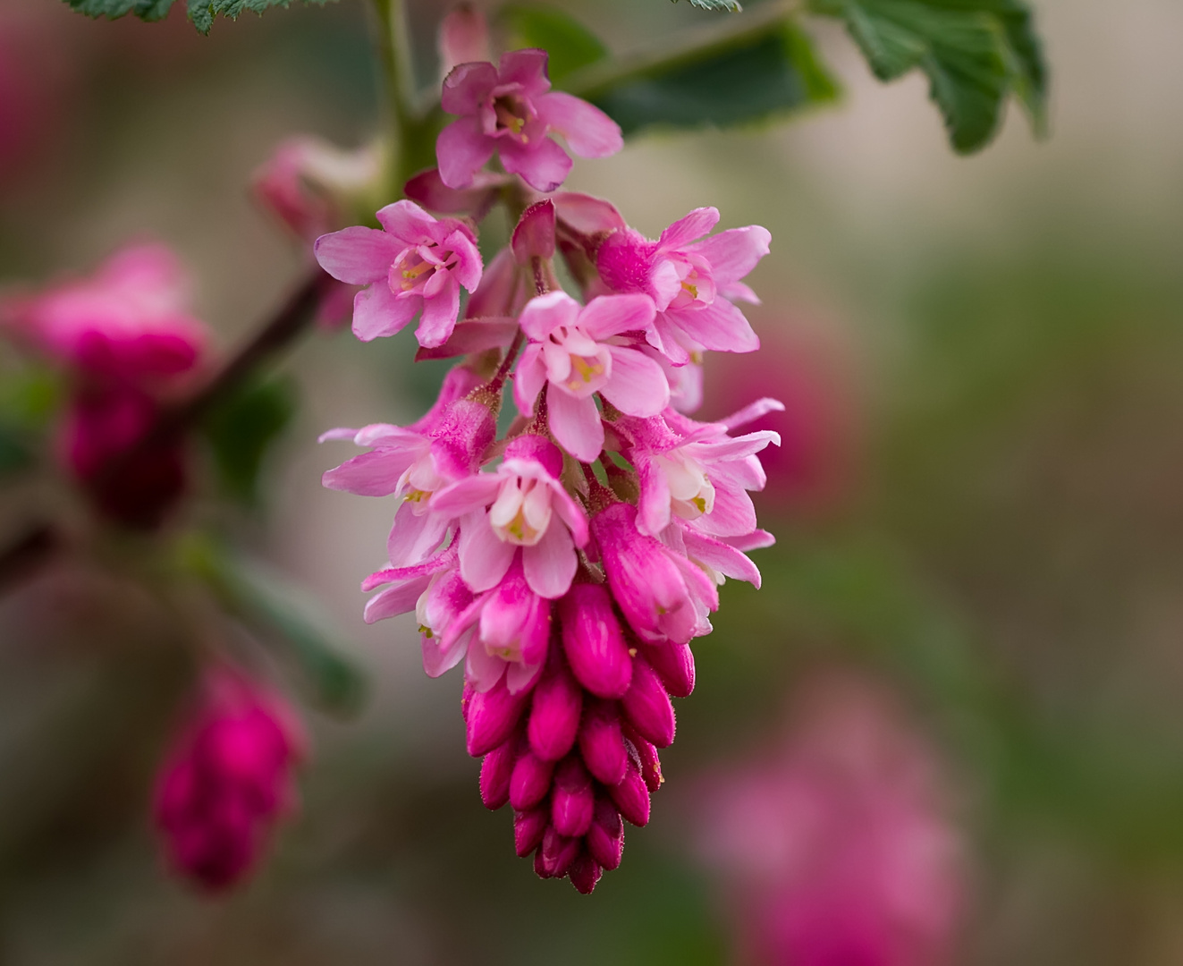 Pinke Johannisbeerblüte