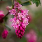 Pinke Johannisbeerblüte