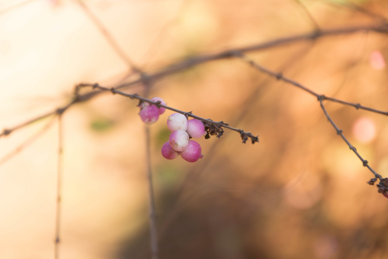 Pinke Kugeln