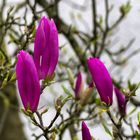 Pinke Magnolienblüten