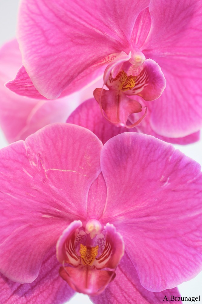 Pinke Orchidee