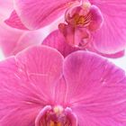 Pinke Orchidee