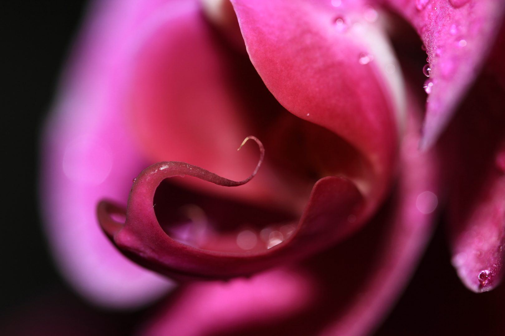 pinke Orchidee