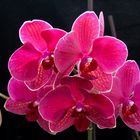 Pinke Orchidee