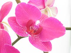 Pinke Orchidee