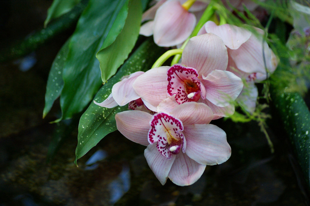 Pinke Orchideen