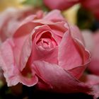 Pinke Rose