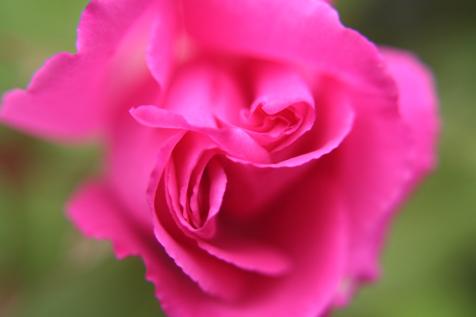 Pinke Rose