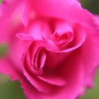 Pinke Rose