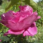 Pinke rose