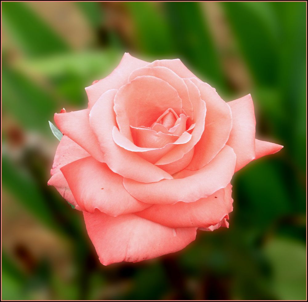 pinke Rose