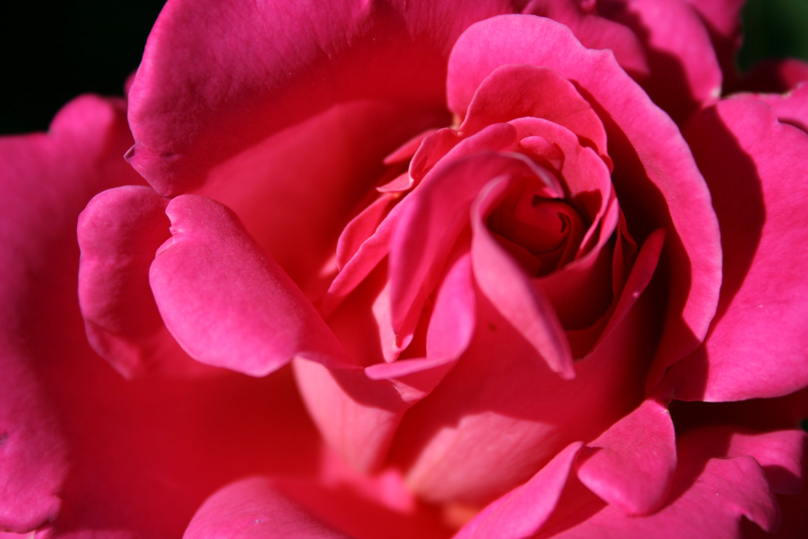 pinke Rose