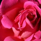 pinke Rose