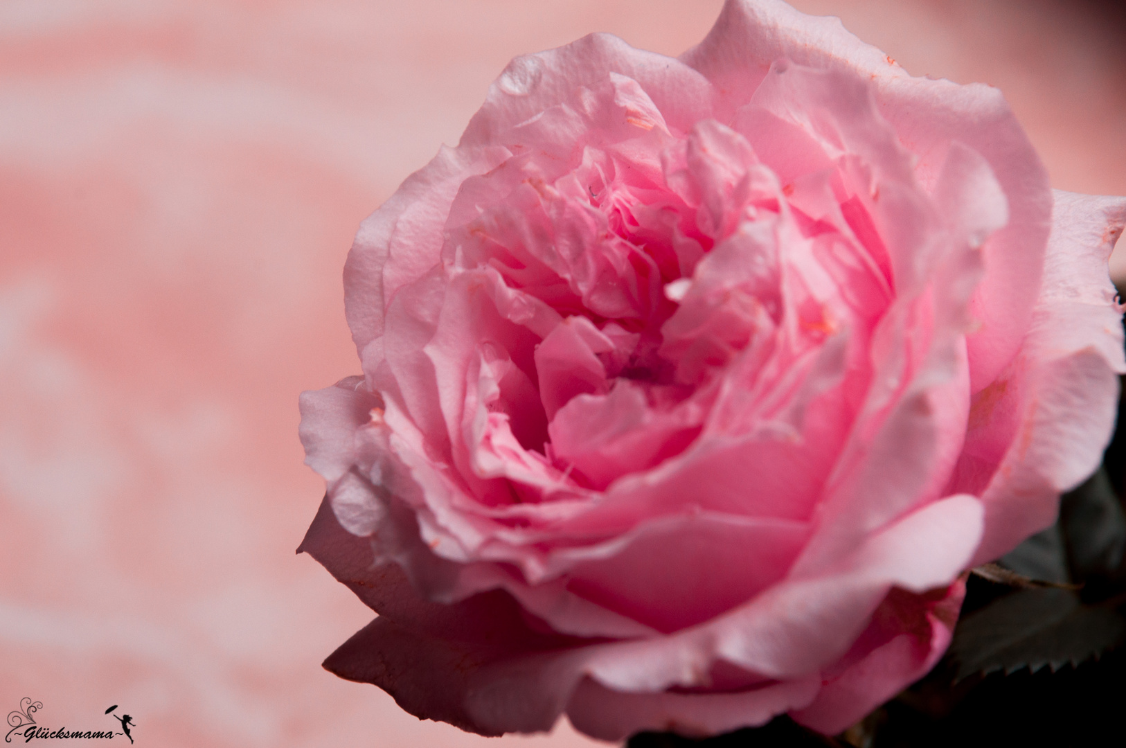 pinke rose