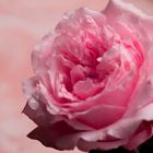 pinke rose