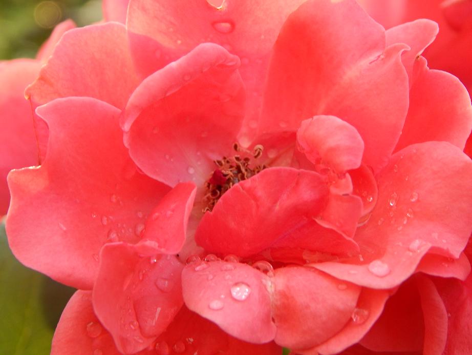 pinke Rose