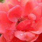 pinke Rose