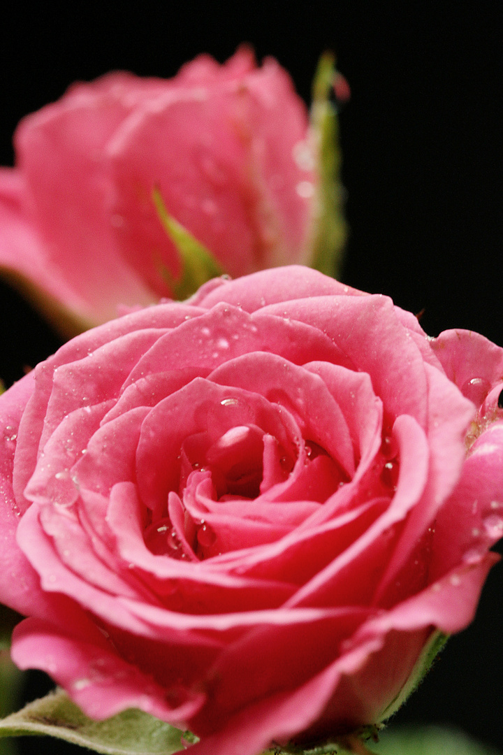 Pinke Rose