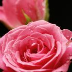 Pinke Rose